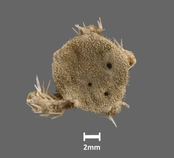 Media type: image;   Invertebrate Zoology OPH-2043 Aspect: dorsal